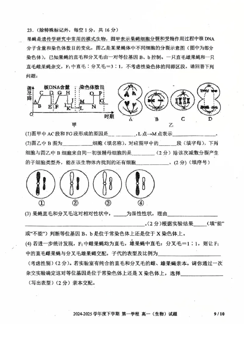 吉林省长春市十一高中2024-2025学年高一下学期4月第一学程考试生物试卷（扫描版，无答案）_2024-2025高一（7-7月题库）_2025年05月试卷