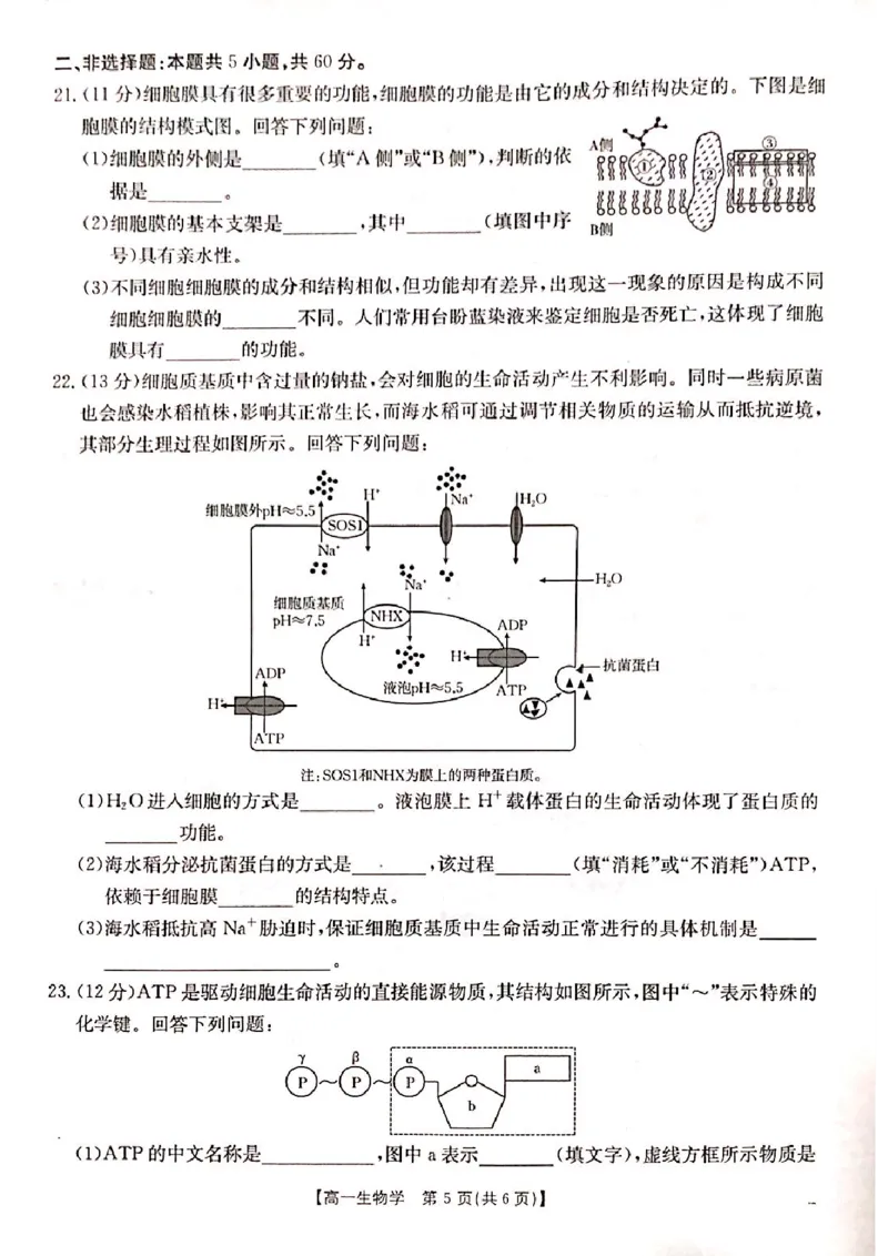 山西省晋城市2024-2025学年高一上学期1月期末考试生物PDF版含答案_2024-2025高一（7-7月题库）_2025年03月试卷_0312山西省晋城市2024-2025学年高一上学期1月期末考试