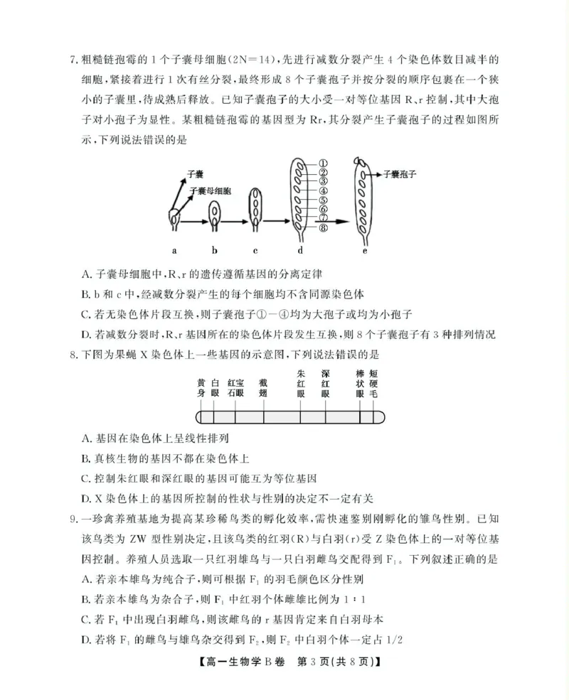安徽省鼎尖名校2024-2025学年高一下学期5月阶段性检测生物（B）试卷（图片版有解析）_2024-2025高一（7-7月题库）_2025年6月7.10新增_0611安徽省鼎尖名校2024-2025学年高一下学期5月联考试题