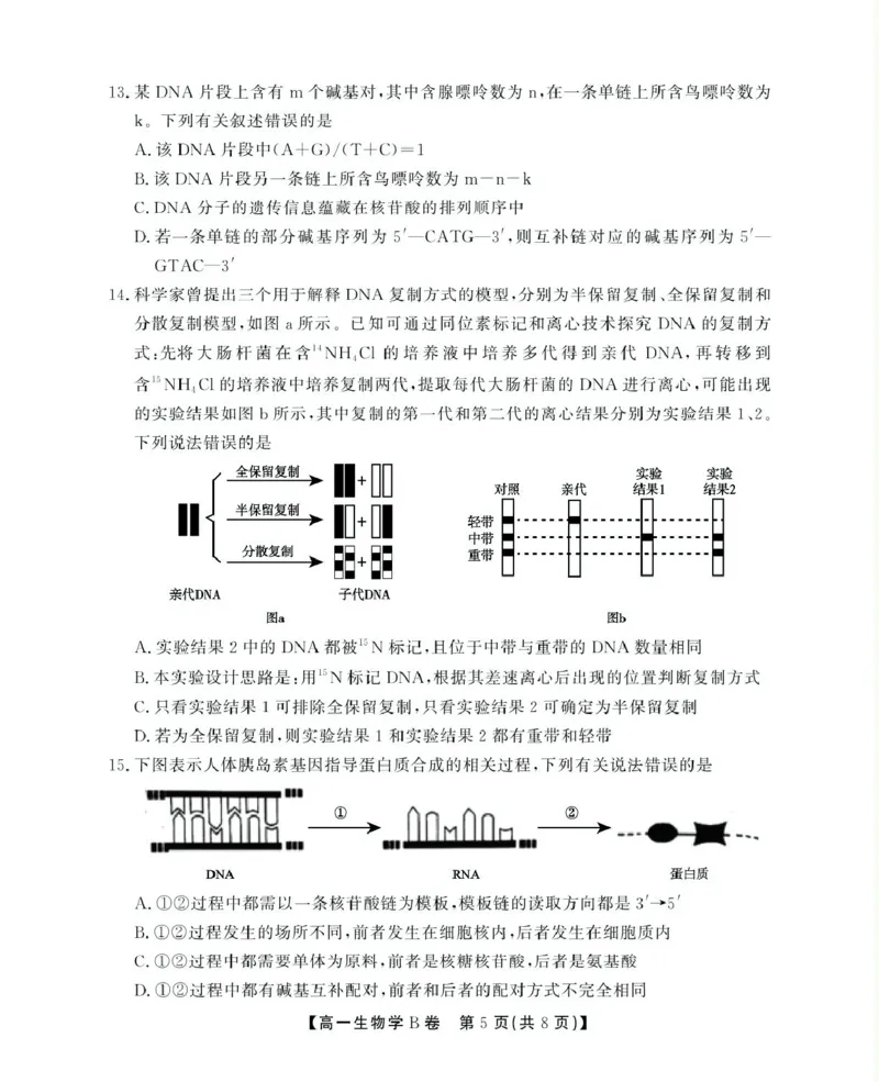 安徽省鼎尖名校2024-2025学年高一下学期5月阶段性检测生物（B）试卷（图片版有解析）_2024-2025高一（7-7月题库）_2025年6月7.10新增_0611安徽省鼎尖名校2024-2025学年高一下学期5月联考试题