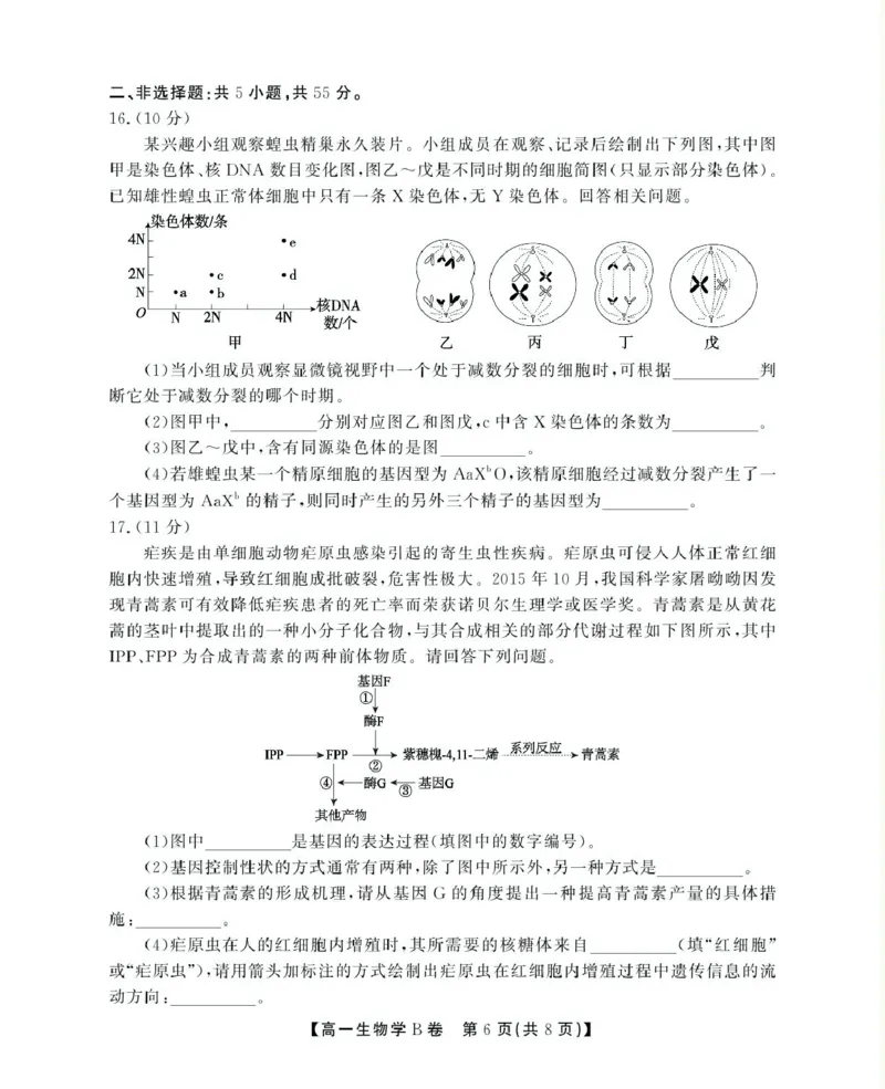 安徽省鼎尖名校2024-2025学年高一下学期5月阶段性检测生物（B）试卷（图片版有解析）_2024-2025高一（7-7月题库）_2025年6月7.10新增_0611安徽省鼎尖名校2024-2025学年高一下学期5月联考试题
