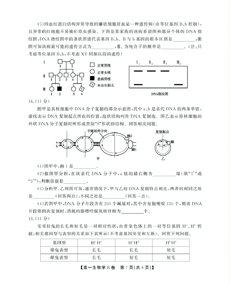 安徽省鼎尖名校2024-2025学年高一下学期5月阶段性检测生物（B）试卷（图片版有解析）_2024-2025高一（7-7月题库）_2025年6月7.10新增_0611安徽省鼎尖名校2024-2025学年高一下学期5月联考试题