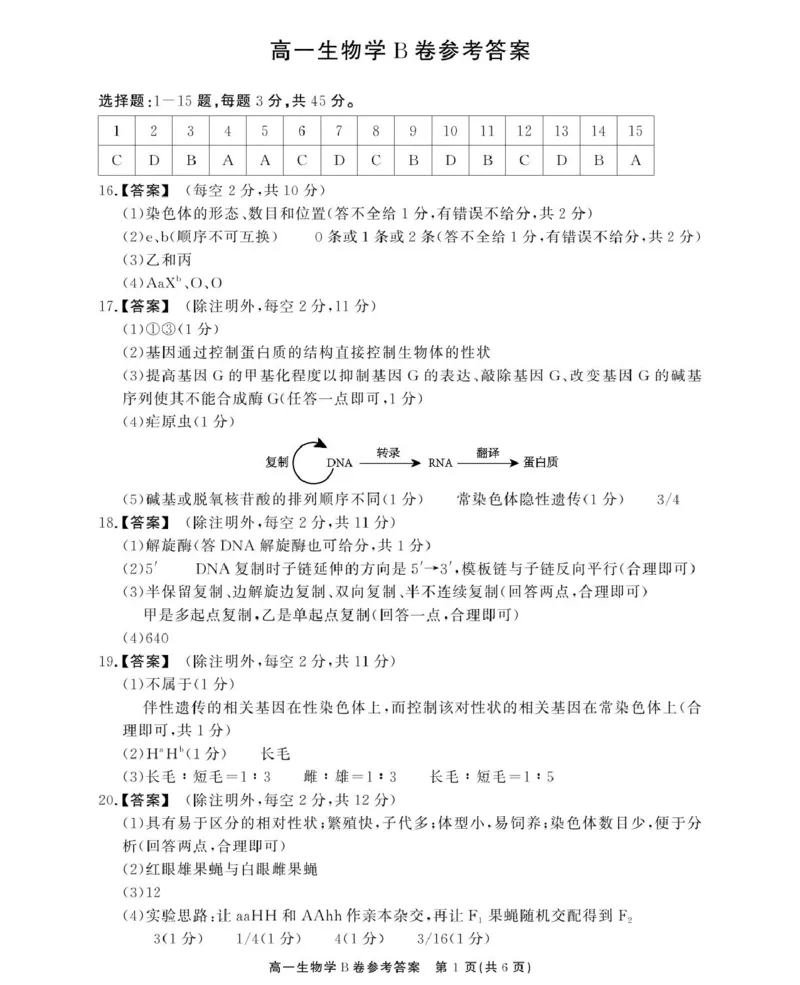 安徽省鼎尖名校2024-2025学年高一下学期5月阶段性检测生物（B）试卷（图片版有解析）_2024-2025高一（7-7月题库）_2025年6月7.10新增_0611安徽省鼎尖名校2024-2025学年高一下学期5月联考试题