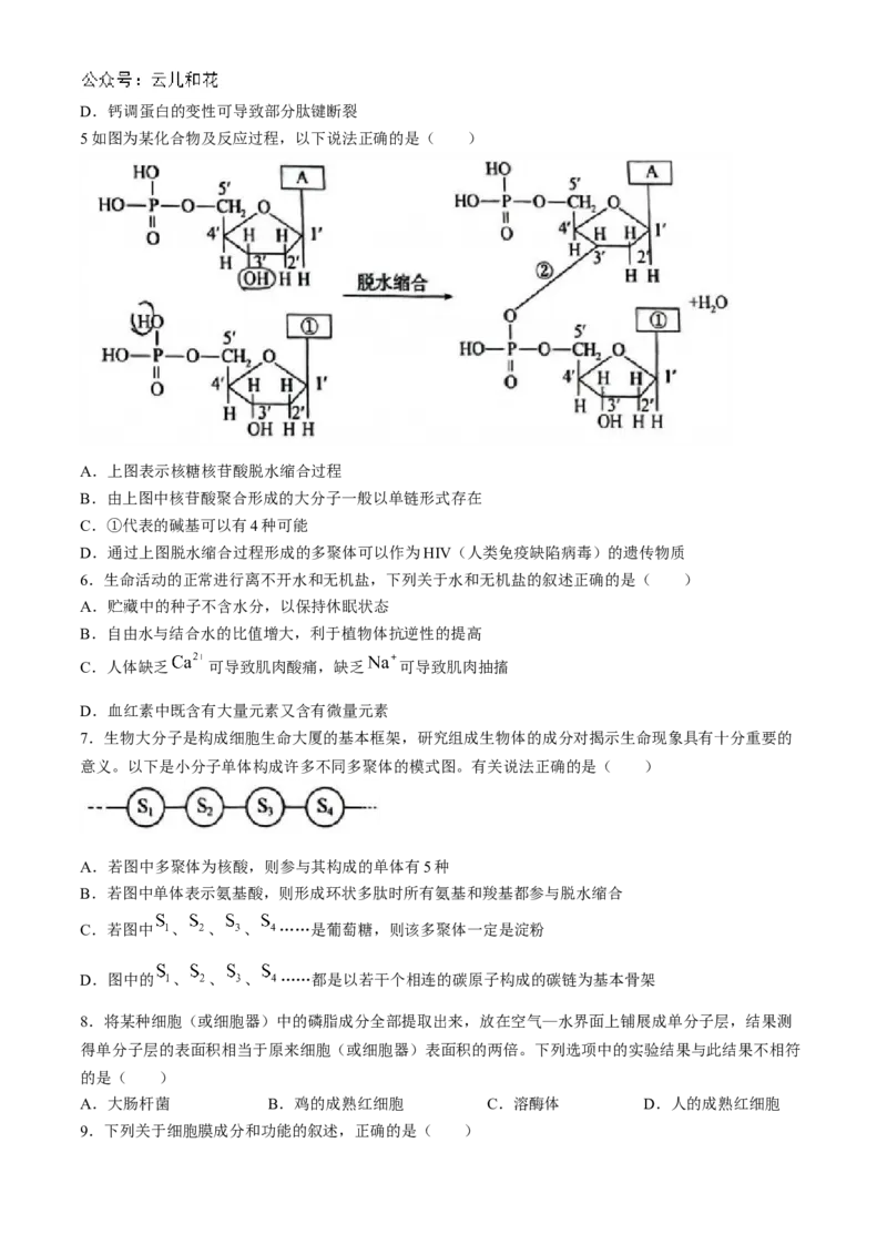 山东省菏泽市2024-2025学年高一上学期11月期中考试生物试题（B卷）(含答案)_2024-2025高一（7-7月题库）_2024年11月试卷_1126山东省菏泽市2024-2025学年高一上学期11月期中考试