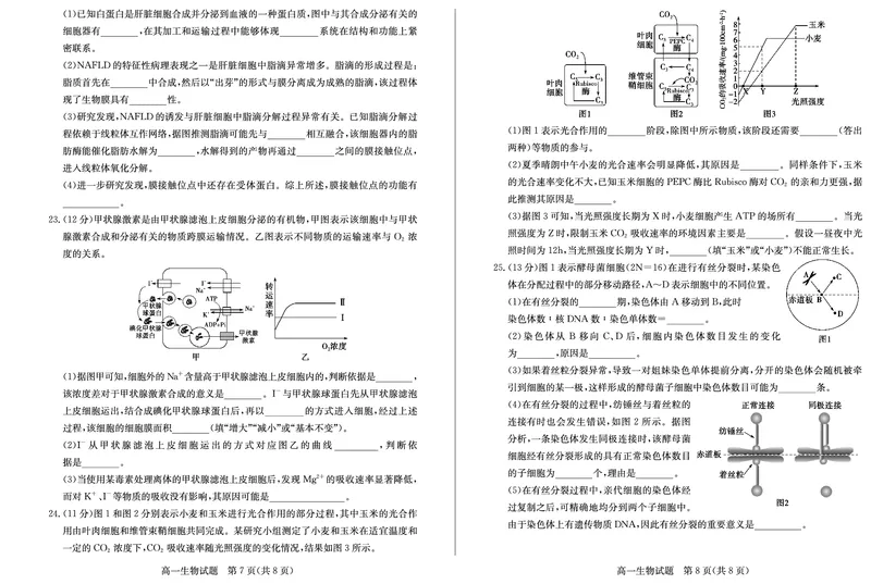 山东省德州市2024-2025学年高一上学期1月联考试题生物PDF版含答案(1)_2024-2025高一（7-7月题库）_2025年02月试卷_0202山东省德州市2024-2025学年高一上学期1月联考试题