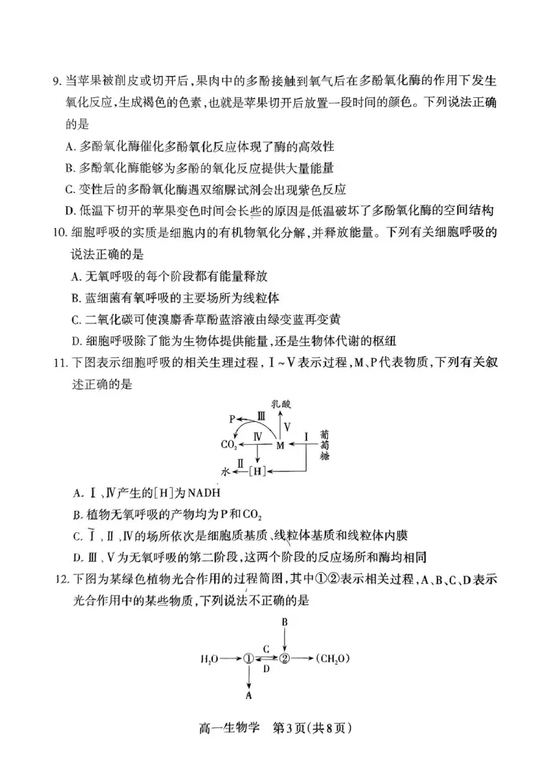 山西省吕梁市2024-2025学年高一上学期期末调研测试生物学试题（PDF版，无答案）_2024-2025高一（7-7月题库）_2025年03月试卷_0307山西省吕梁市2024-2025学年高一上学期1月期末考试