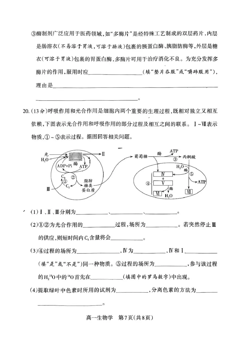 山西省吕梁市2024-2025学年高一上学期期末调研测试生物学试题（PDF版，无答案）_2024-2025高一（7-7月题库）_2025年03月试卷_0307山西省吕梁市2024-2025学年高一上学期1月期末考试