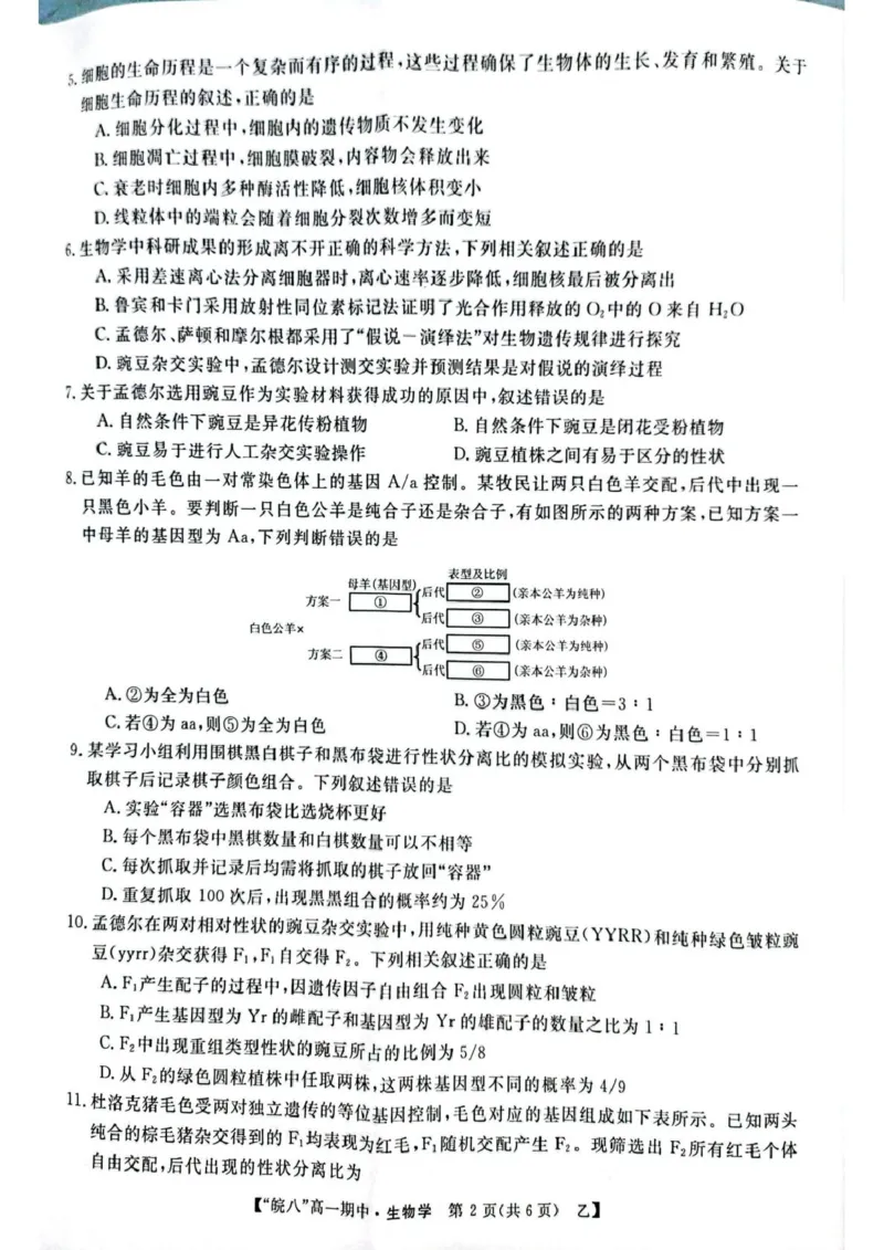 安徽省皖南八校2024-2025学年高一下学期4月期中生物（甲）试题（扫描版，含答案）_2024-2025高一（7-7月题库）_2025年04月试卷_0422安徽皖南八校&rdquo;2024-2025学年高一第二学期期中考试