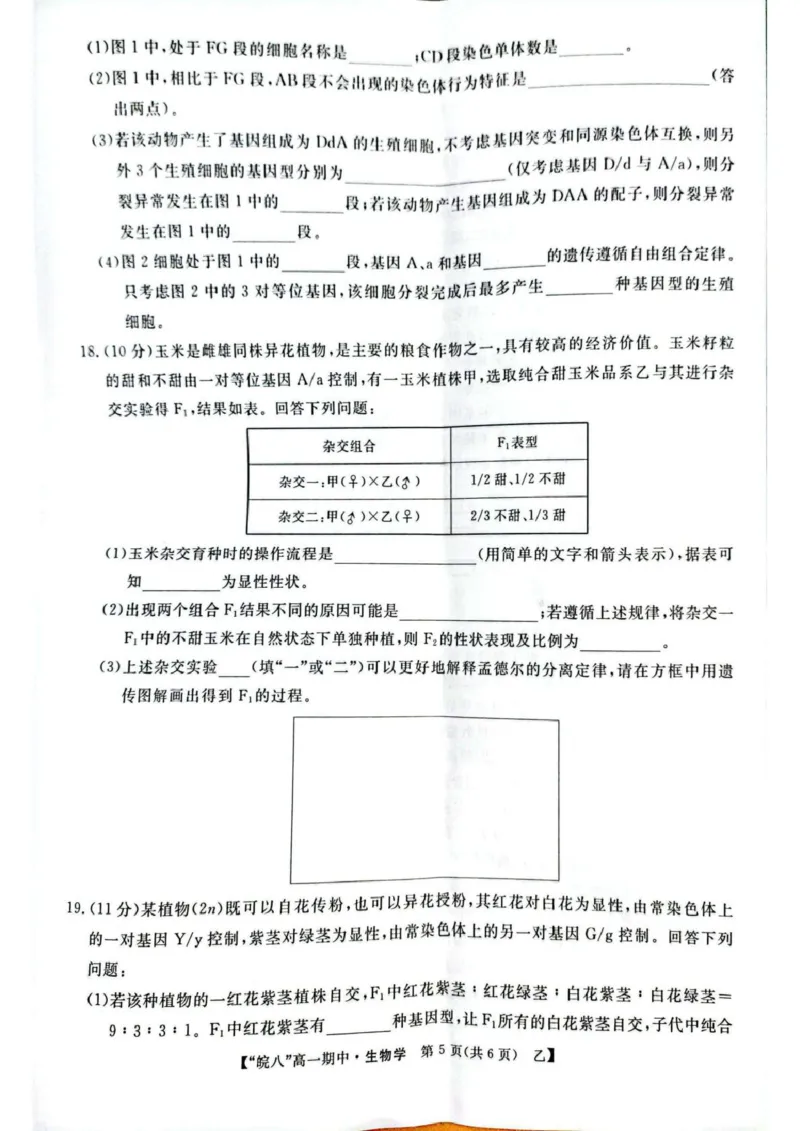 安徽省皖南八校2024-2025学年高一下学期4月期中生物（甲）试题（扫描版，含答案）_2024-2025高一（7-7月题库）_2025年04月试卷_0422安徽皖南八校&rdquo;2024-2025学年高一第二学期期中考试