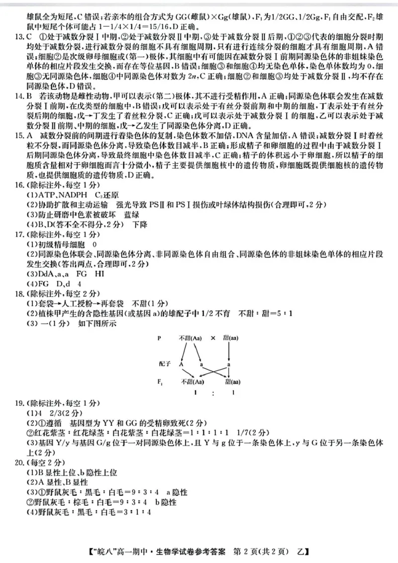 安徽省皖南八校2024-2025学年高一下学期4月期中生物（甲）试题（扫描版，含答案）_2024-2025高一（7-7月题库）_2025年04月试卷_0422安徽皖南八校&rdquo;2024-2025学年高一第二学期期中考试