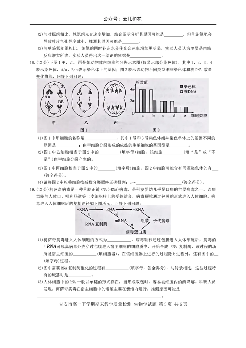 江西省吉安市2023-2024学年高一下学期期末检测生物试题_2024-2025高一（7-7月题库）_2024年8月试卷_0804江西省吉安市2023-2024学年高一下学期期末考试