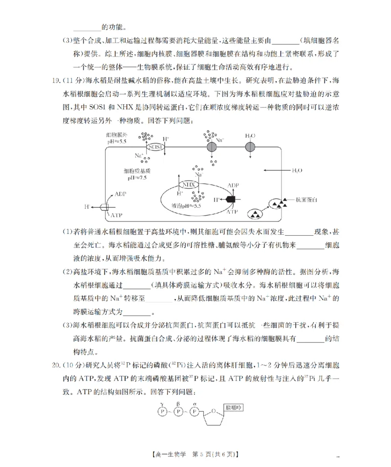 生物学_扫描版_2024-2025高一（7-7月题库）_2026年1月高一_260130金太阳&middot;甘肃省陇南地区2025-2026学年高一上学期阶段性检测（全）
