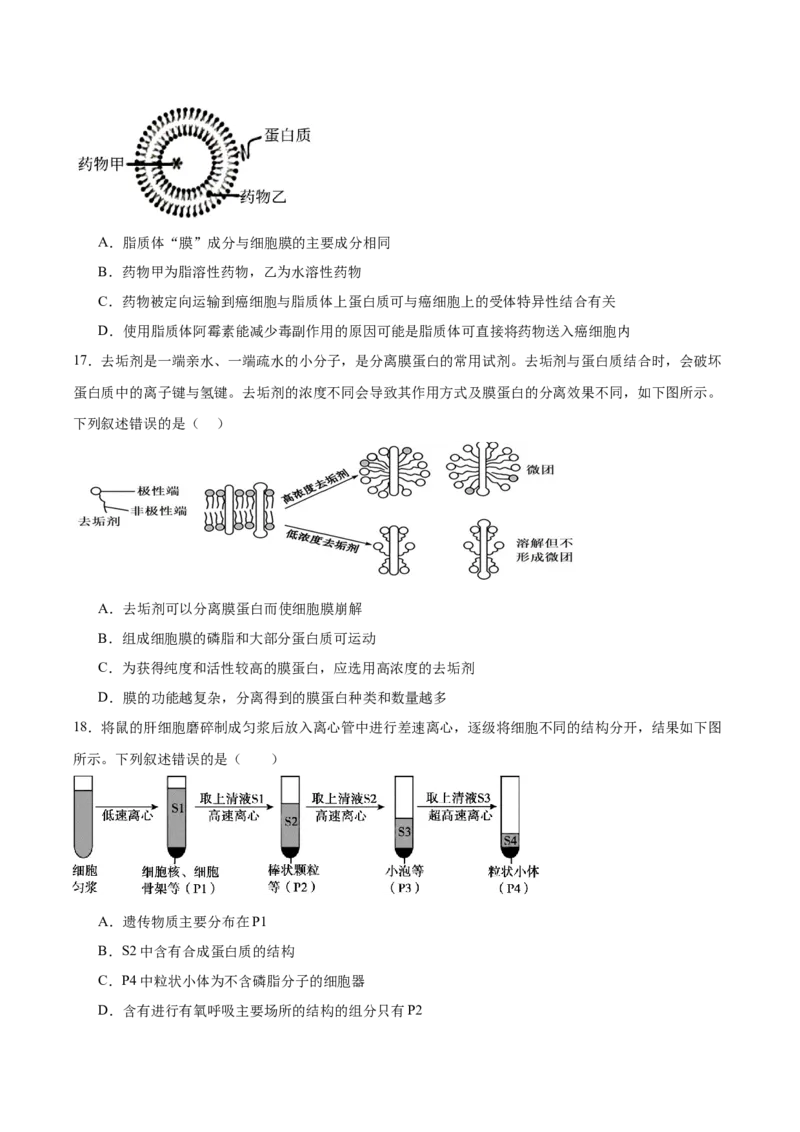 福建省泉州市四校联考2025-2026学年高一上学期11月期中考试生物Word版含答案_2024-2025高一（7-7月题库）_2026年1月高一_260110福建省泉州市四校联考2025-2026学年高一上学期期中考试（全）