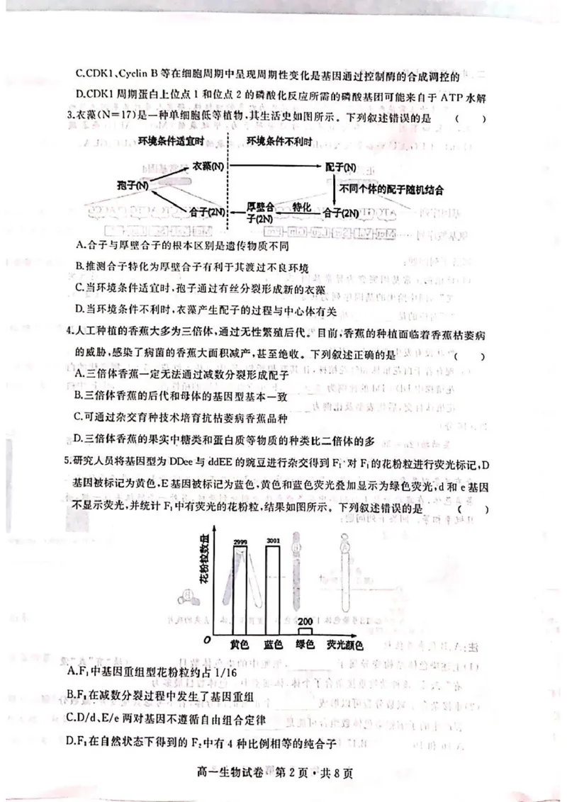 湖北省武汉市五校联合体2024-2025学年高一下学期6月期末考试生物PDF版含答案_2024-2025高一（7-7月题库）_2025年7月_250705湖北省武汉市五校联合体2024-2025学年高一下学期6月期末
