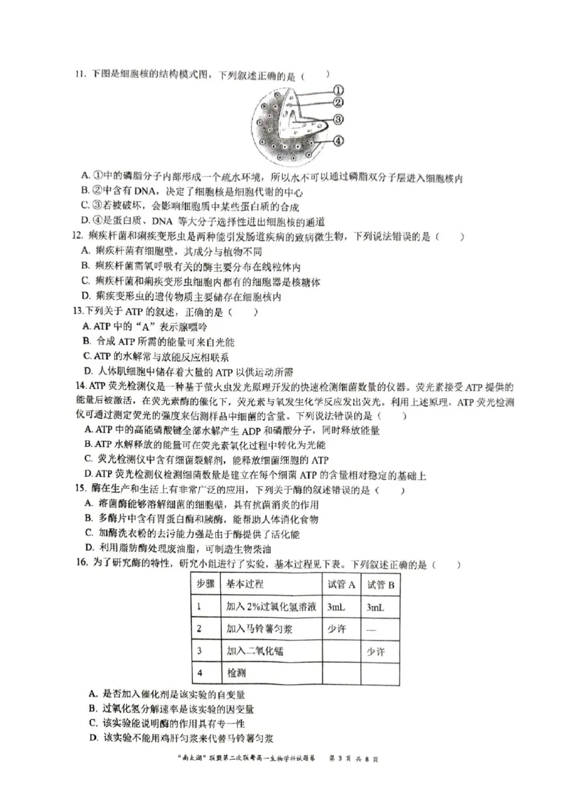 浙江省&ldquo;南太湖&rdquo;联盟2024-2025学年高一上学期12月第二次联考试题生物PDF版含答案_2024-2025高一（7-7月题库）_2025年01月试卷