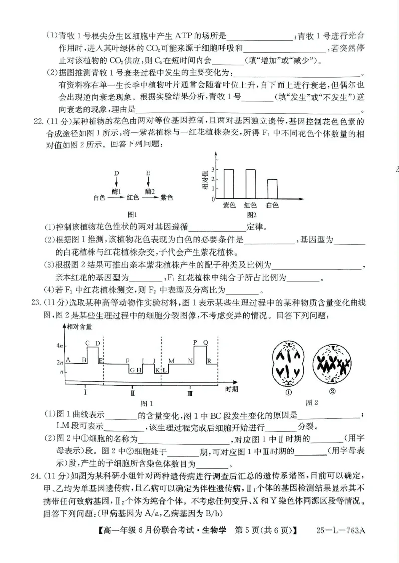 辽宁省朝阳市多校2024-2025学年高一下学期6月联合考试生物PDF版无答案_2024-2025高一（7-7月题库）_2025年7月_250702辽宁省朝阳市多校2024-2025学年高一下学期6月联合考试