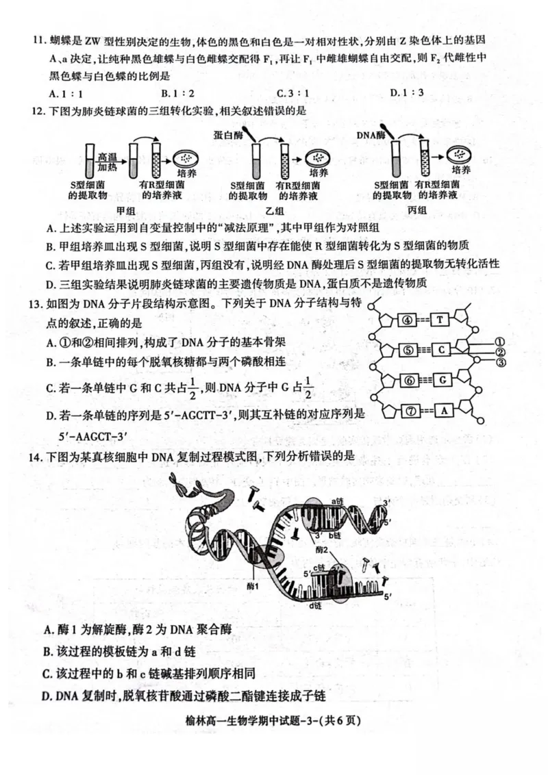 陕西省榆林市2024-2025学年高一下学期期中联考试题生物PDF版含答案_2024-2025高一（7-7月题库）_2025年05月试卷_0504陕西省榆林市2024-2025学年高一下学期期中联考试题