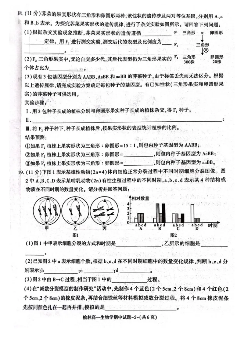 陕西省榆林市2024-2025学年高一下学期期中联考试题生物PDF版含答案_2024-2025高一（7-7月题库）_2025年05月试卷_0504陕西省榆林市2024-2025学年高一下学期期中联考试题