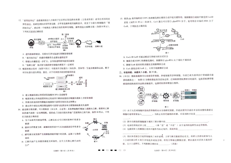 巴蜀中学2024届高考适应性4月月考生物_2024年4月_01按日期_30号_2024届重庆市巴蜀中学高三4月适应性月考卷（九）_重庆市巴蜀中学校2024届高三下学期高考适应性月考卷（九）生物试题
