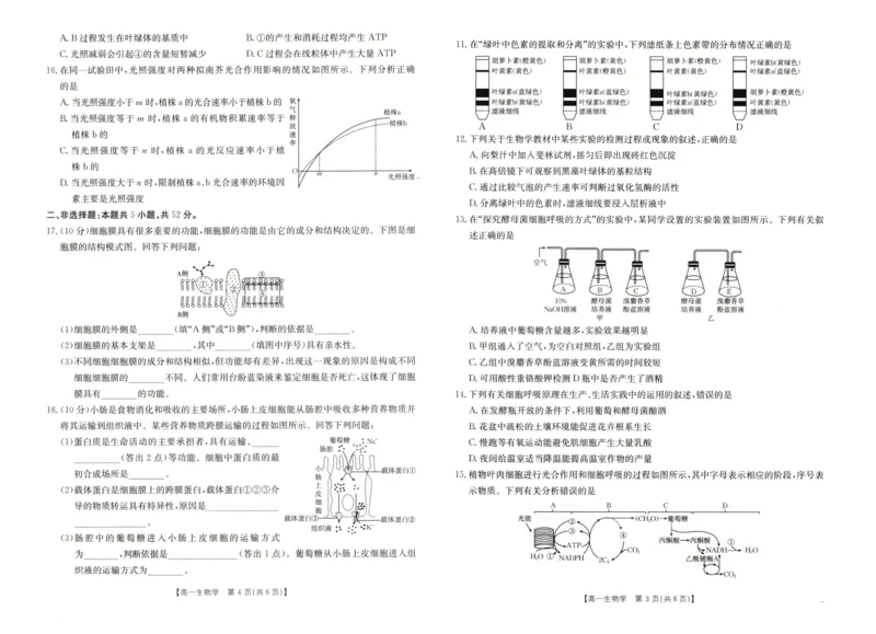 河南省新乡市2024-2025学年高一上学期期末考试生物PDF版无答案_2024-2025高一（7-7月题库）_2025年01月试卷_0126河南省新乡市2024-2025学年高一上学期期末考试
