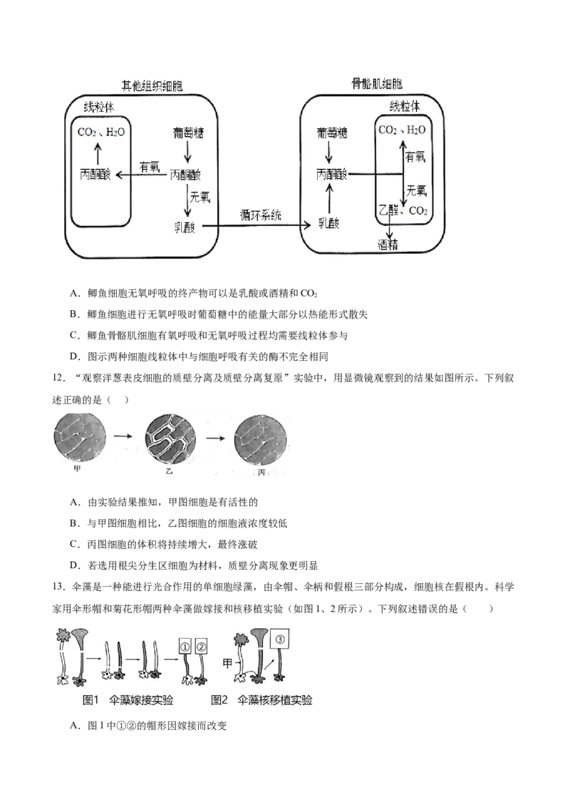 甘肃省酒泉市普通高中2025-2026学年高一上学期1月期末考试生物试卷（含答案）_2024-2025高一（7-7月题库）_2026年1月高一