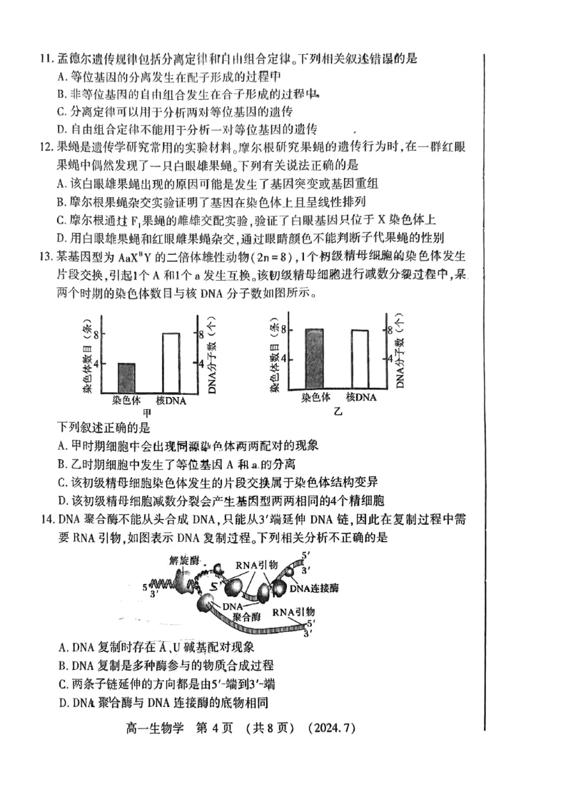洛阳市2023-2024下学期期末高一生物试卷_2024-2025高一（7-7月题库）_2024年7月试卷_0729河南省洛阳市2023-2024学年高一下学期期末考试