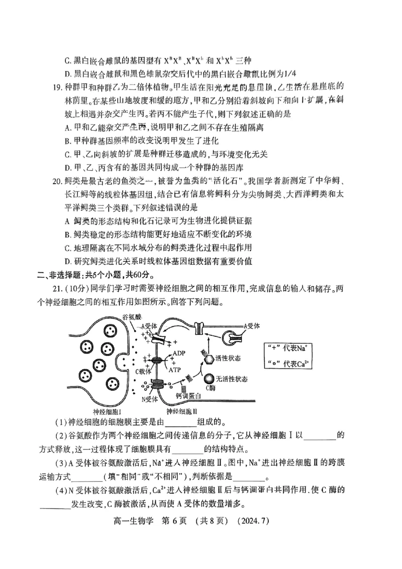 洛阳市2023-2024下学期期末高一生物试卷_2024-2025高一（7-7月题库）_2024年7月试卷_0729河南省洛阳市2023-2024学年高一下学期期末考试