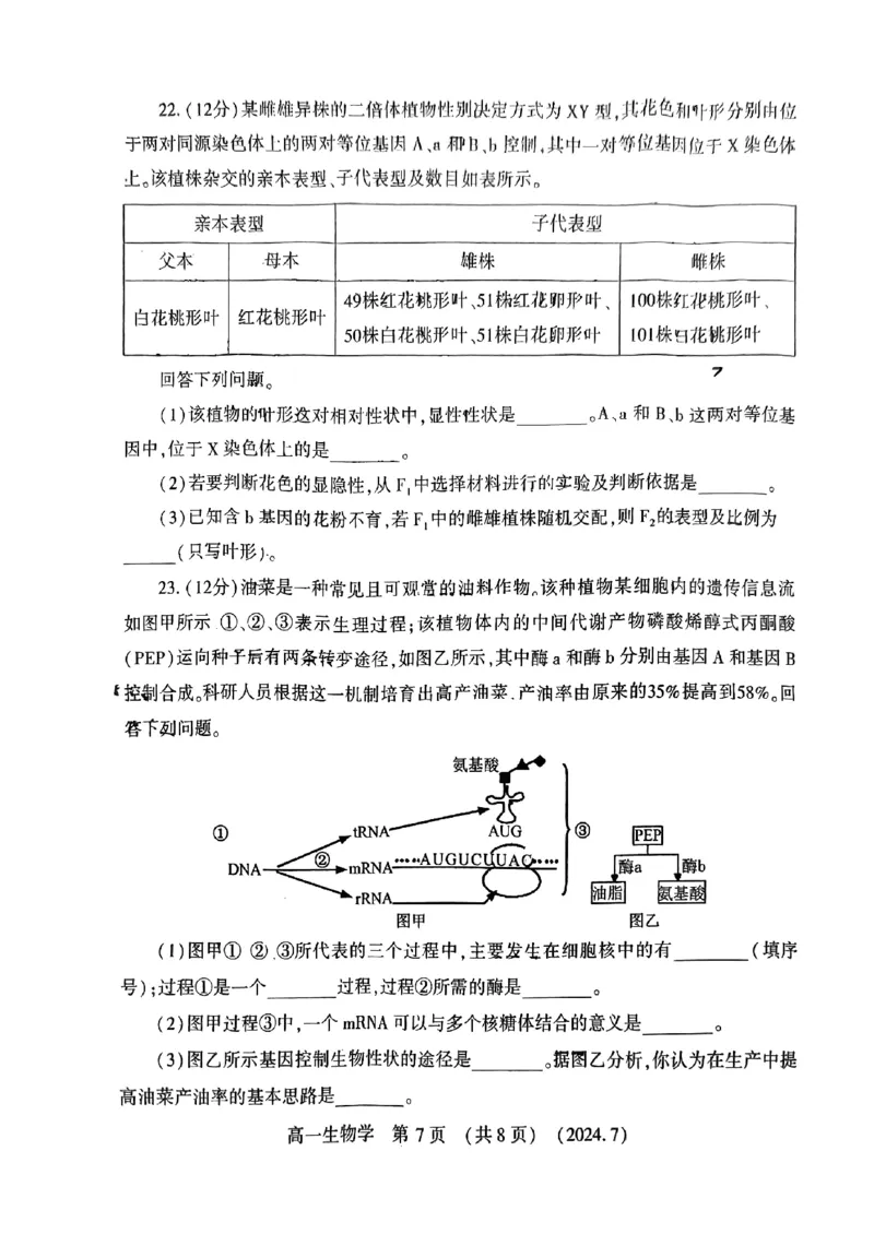 洛阳市2023-2024下学期期末高一生物试卷_2024-2025高一（7-7月题库）_2024年7月试卷_0729河南省洛阳市2023-2024学年高一下学期期末考试