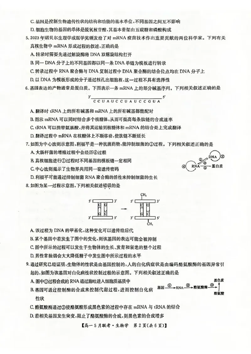 河南省洛阳市强基联盟2024-2025学年高一下学期5月月考生物试题（扫描版，有答案）_2024-2025高一（7-7月题库）_2025年6月7.10新增_0613河南省洛阳市强基联盟2024-2025学年高一下学期5月月考