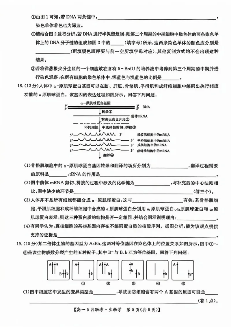 河南省洛阳市强基联盟2024-2025学年高一下学期5月月考生物试题（扫描版，有答案）_2024-2025高一（7-7月题库）_2025年6月7.10新增_0613河南省洛阳市强基联盟2024-2025学年高一下学期5月月考
