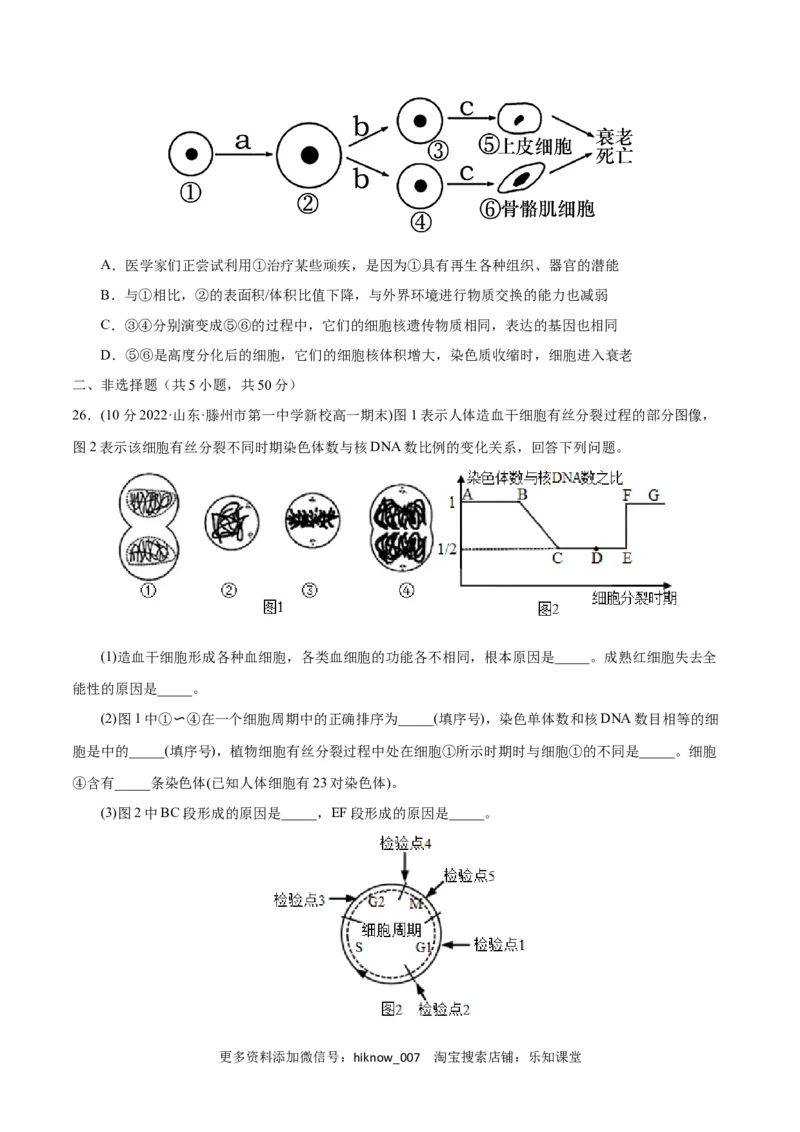 第6章细胞的生命历程（B卷&middot;能力提升练）（原卷版）_E015高中全科试卷_生物试题_必修1_1.单元测试_1.单元测试AB卷（第一套）