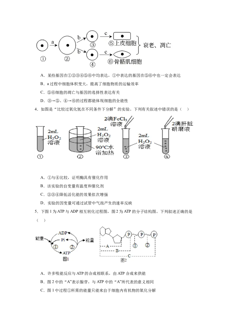 河南省驻马店市新蔡县第一高级中学2024-2025学年高一下学期3月月考生物学试题（含答案）_2024-2025高一（7-7月题库）_2025年03月试卷