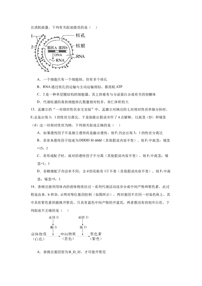 河南省驻马店市新蔡县第一高级中学2024-2025学年高一下学期3月月考生物学试题（含答案）_2024-2025高一（7-7月题库）_2025年03月试卷