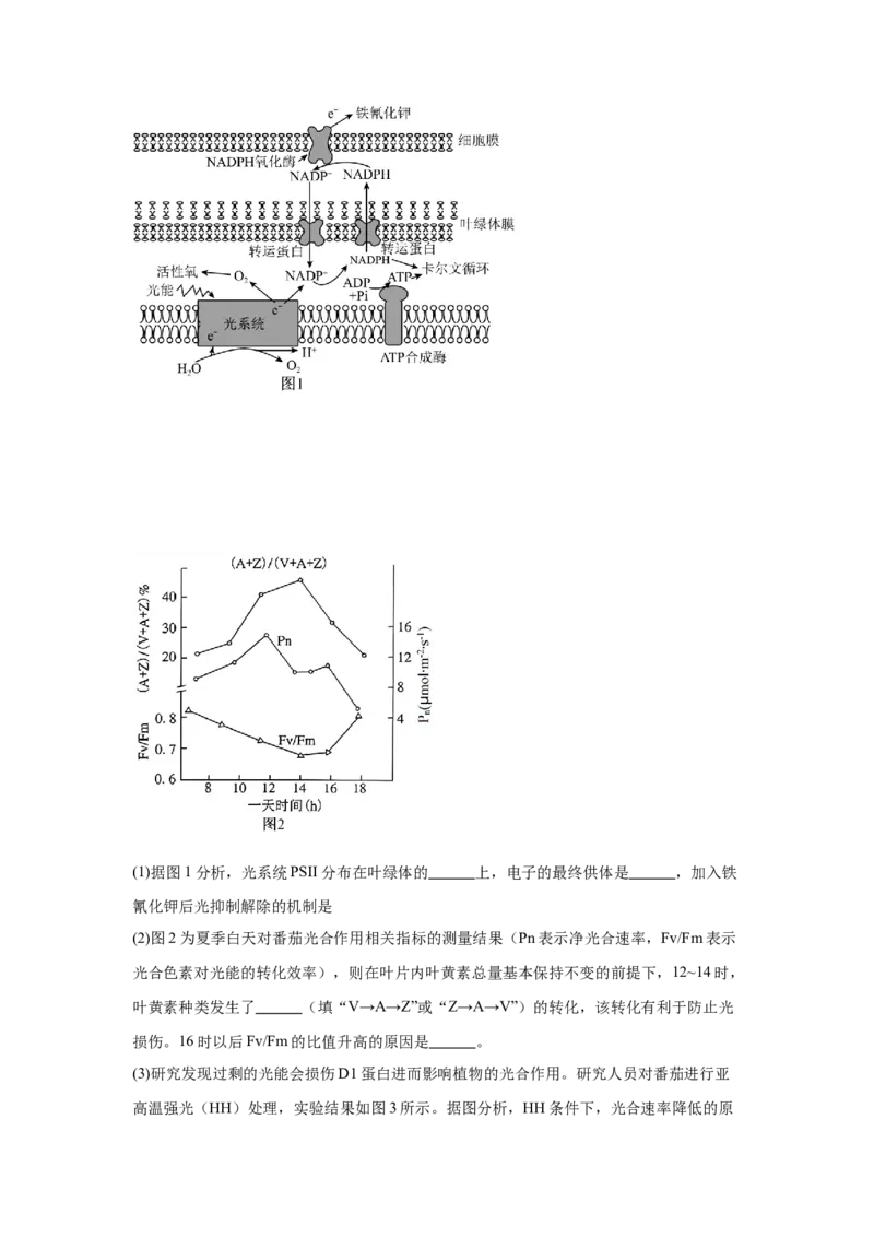 河南省驻马店市新蔡县第一高级中学2024-2025学年高一下学期3月月考生物学试题（含答案）_2024-2025高一（7-7月题库）_2025年03月试卷