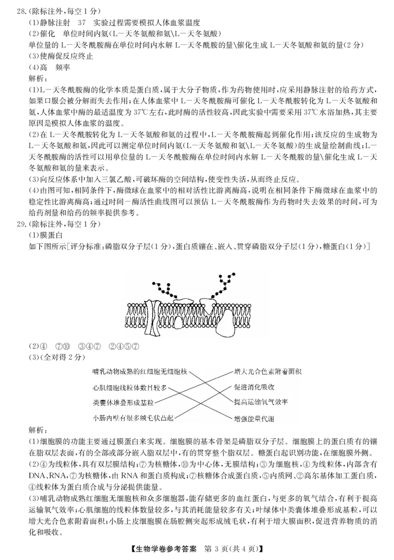 生物答案_2024-2025高一（7-7月题库）_2024年11月试卷_1124浙江省强基联盟2024-2025学年高一上学期11月联考