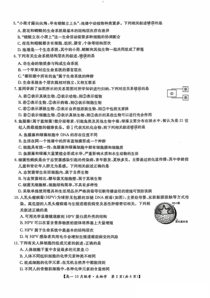 生物-河南洛阳九师联盟2024-2025学年高一上学期10月联考(1)_2024-2025高一（7-7月题库）_2024年10月试卷_1022河南洛阳九师联盟2024-2025学年高一上学期10月联考