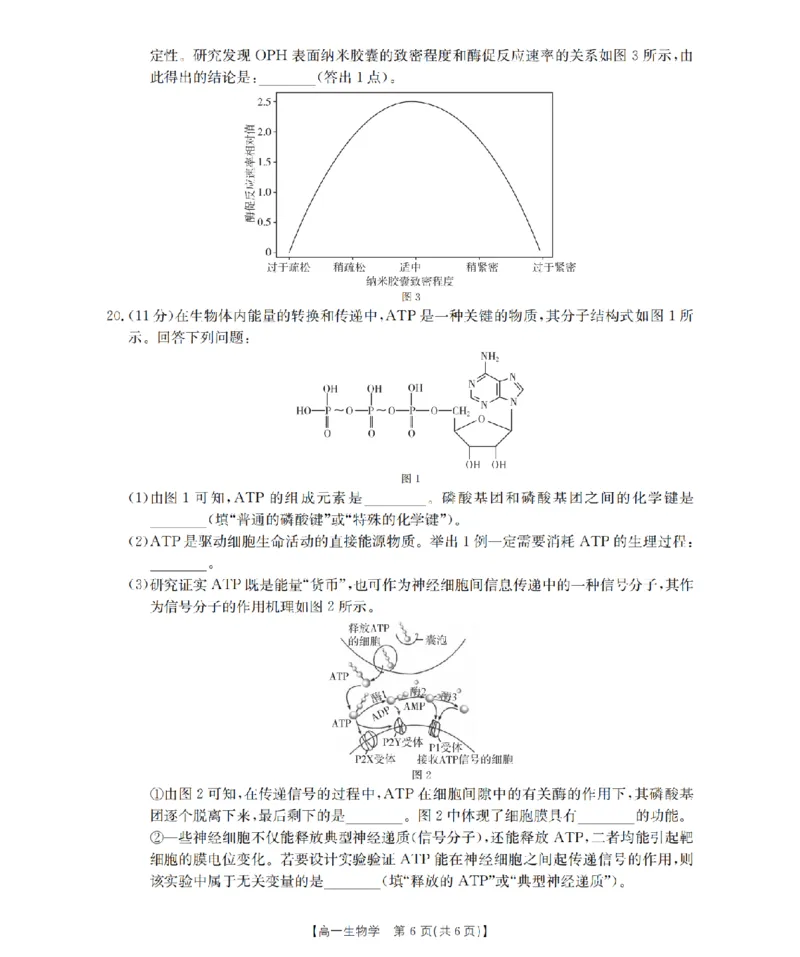 生物学_扫描版_2024-2025高一（7-7月题库）_2026年1月高一_260128四川省多校2025-2026学年高一上学期12月月考（全）