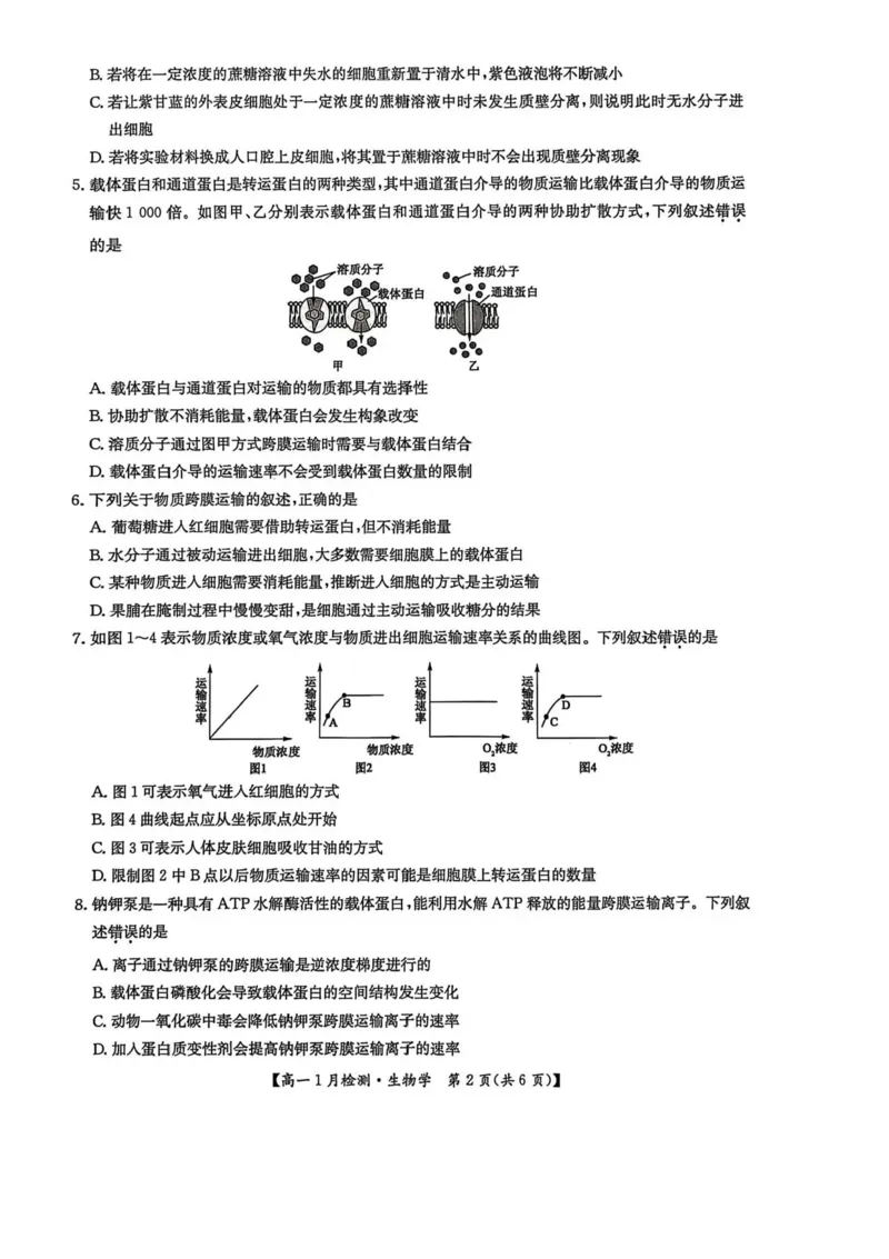 河南省洛阳市强基联盟2025-2026学年高一上学期1月月考生物试题含答案_2024-2025高一（7-7月题库）_2026年1月高一_260108河南省洛阳市强基联盟2025-2026学年高一上学期1月检测（全）