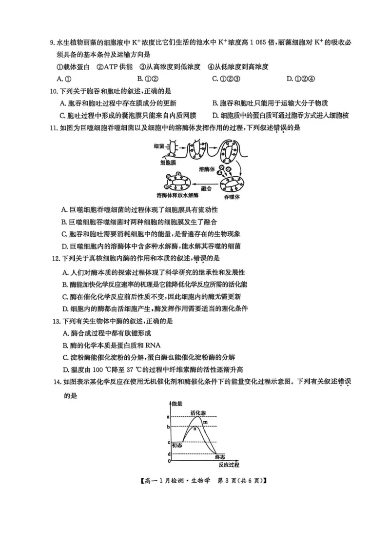 河南省洛阳市强基联盟2025-2026学年高一上学期1月月考生物试题含答案_2024-2025高一（7-7月题库）_2026年1月高一_260108河南省洛阳市强基联盟2025-2026学年高一上学期1月检测（全）