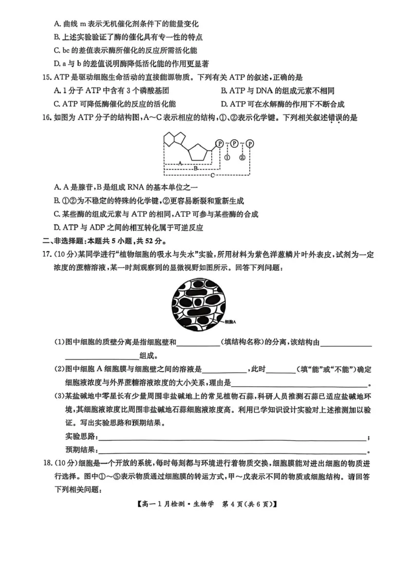 河南省洛阳市强基联盟2025-2026学年高一上学期1月月考生物试题含答案_2024-2025高一（7-7月题库）_2026年1月高一_260108河南省洛阳市强基联盟2025-2026学年高一上学期1月检测（全）