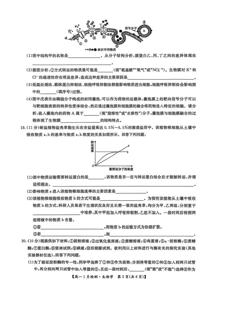 河南省洛阳市强基联盟2025-2026学年高一上学期1月月考生物试题含答案_2024-2025高一（7-7月题库）_2026年1月高一_260108河南省洛阳市强基联盟2025-2026学年高一上学期1月检测（全）