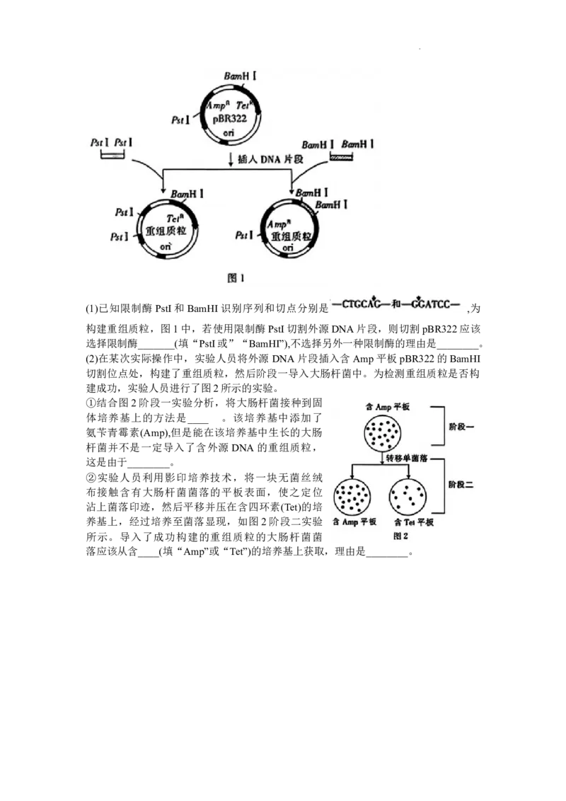 广东省金太阳2024年(届)高三年级下学期5月联考生物（含答案）(1)_2024年5月_025月合集_2024届广东金太阳24-508C高三下学期5月联考