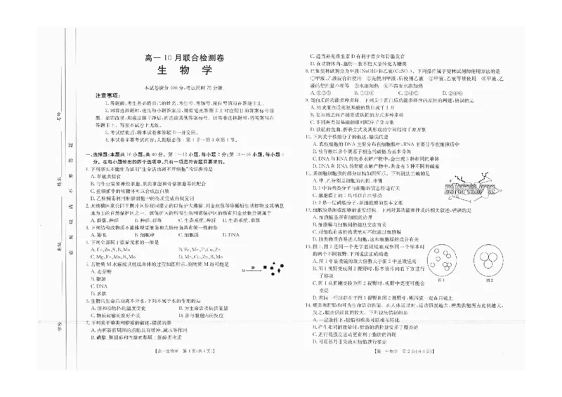 高一生物_2024-2025高一（7-7月题库）_2024年10月试卷_1031广西2025年高一金太阳10月联考