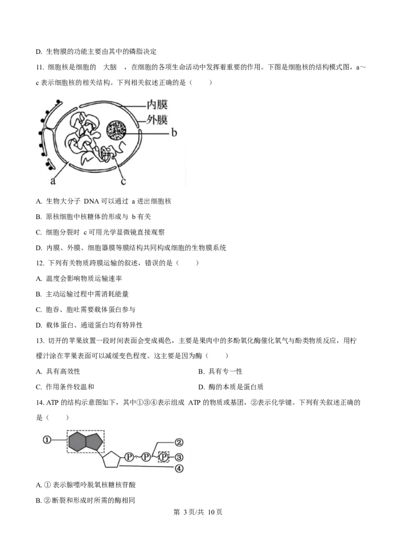 贵州省遵义市播州区2024-2025学年高一上学期1月期末适应性考试生物试卷（含答案）_2024-2025高一（7-7月题库）_2025年02月试卷