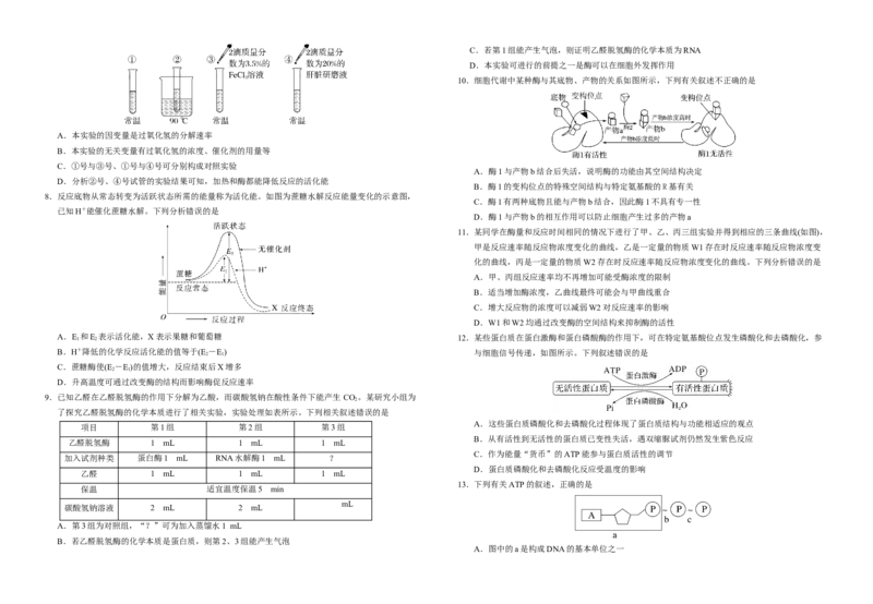 湖北省襄阳市第四中学2025-2026学年高一上学期12月月考生物试题Word版含解析_2024-2025高一（7-7月题库）_2026年1月高一_260106湖北省襄阳市第四中学2025-2026学年高一上学期12月月考