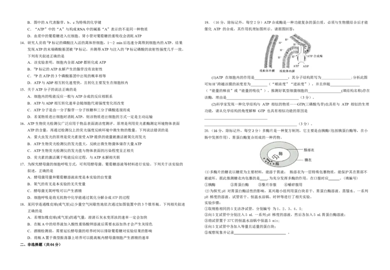 湖北省襄阳市第四中学2025-2026学年高一上学期12月月考生物试题Word版含解析_2024-2025高一（7-7月题库）_2026年1月高一_260106湖北省襄阳市第四中学2025-2026学年高一上学期12月月考