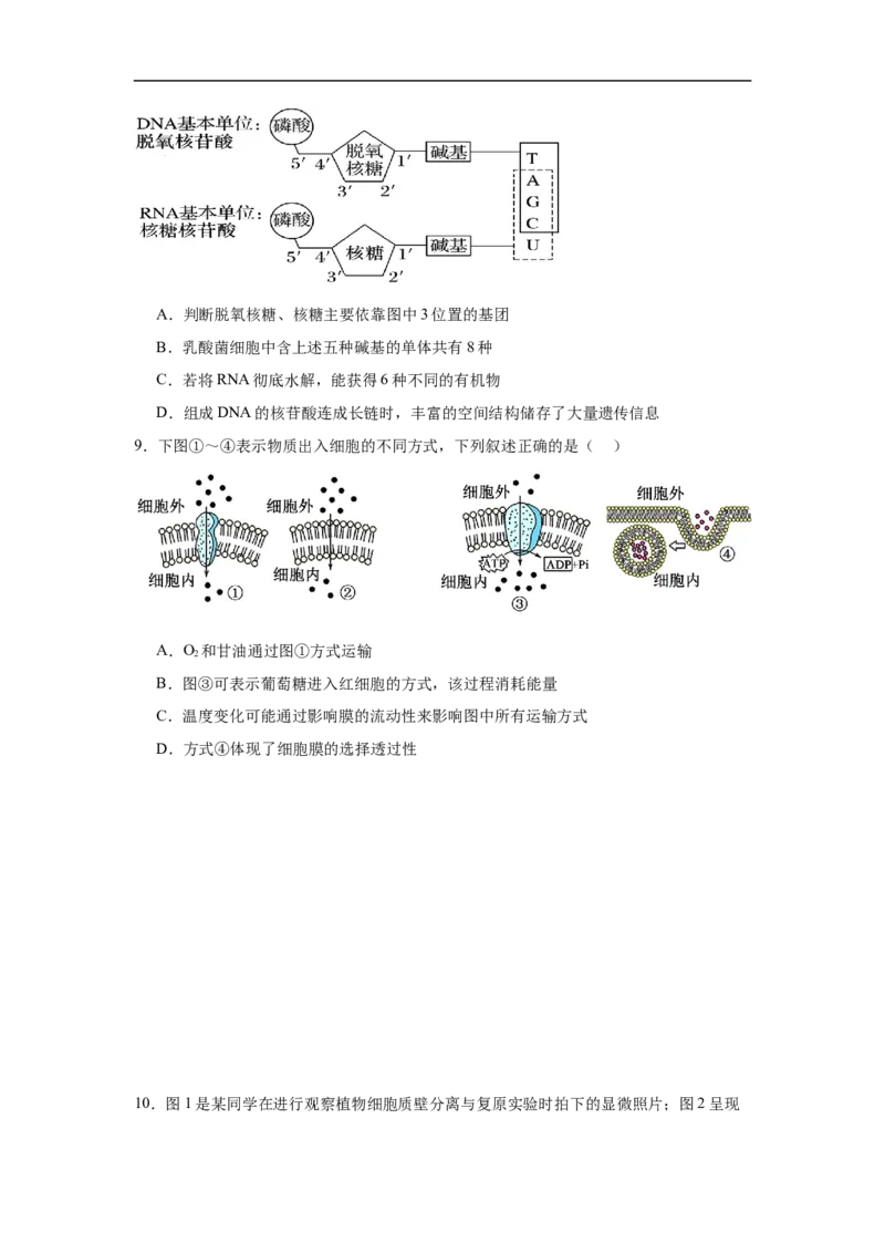 湖南省岳阳市汨罗市第二中学2025-2026学年高一上学期12月月考生物试题（含答案）_2024-2025高一（7-7月题库）_2026年1月高一
