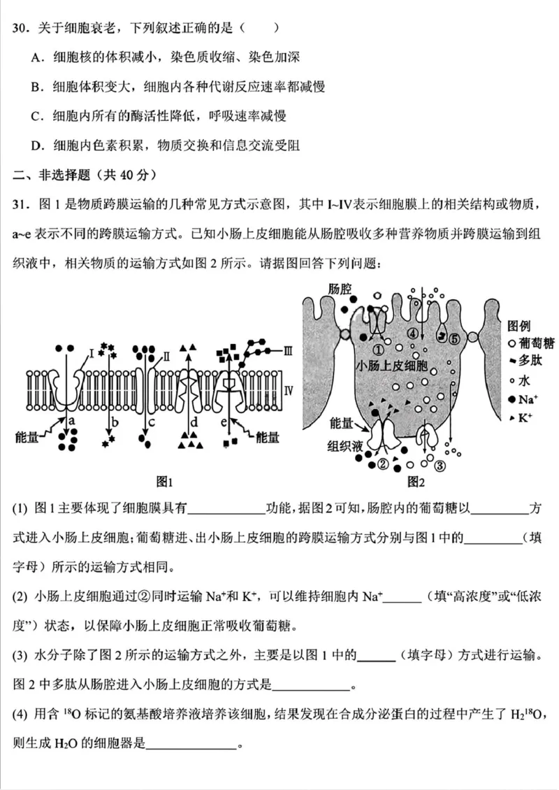 黑龙江省哈尔滨德强高级中学2025-2026学年高一上学期期末考试生物试卷（PDF版，含答案）_2024-2025高一（7-7月题库）_2026年1月高一