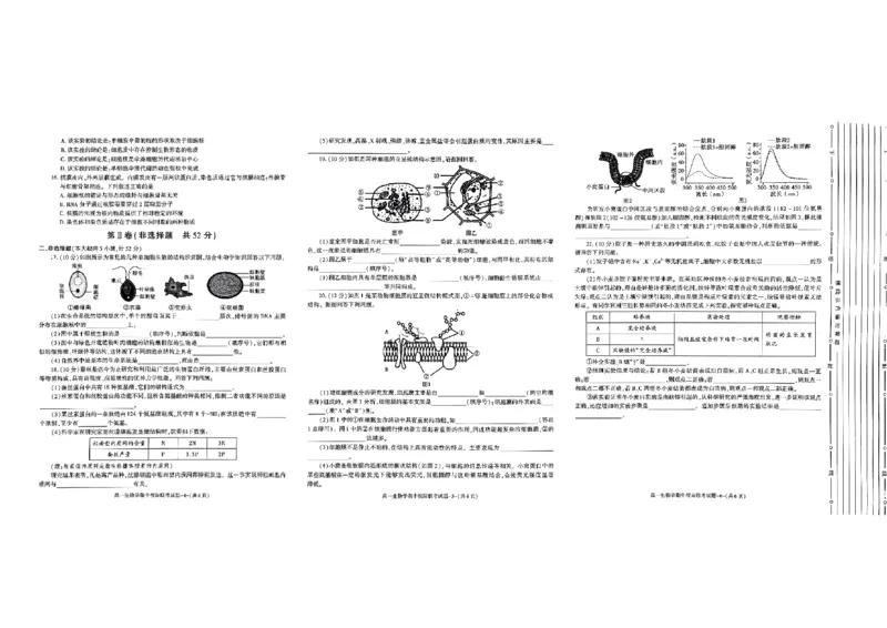 陕西省汉中市期中联考2024-2025学年高一上学期11月期中生物_2024-2025高一（7-7月题库）_2024年11月试卷_1116陕西省汉中市期中联考2024-2025学年高一上学期11月期中