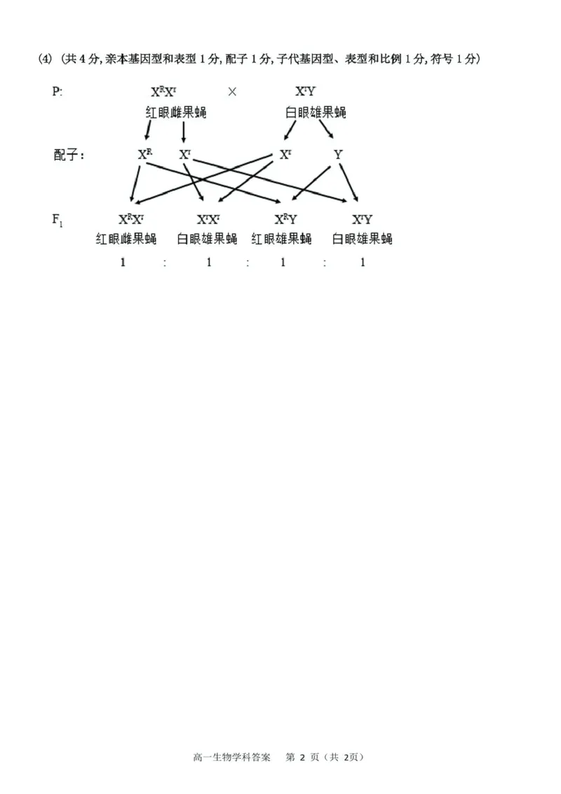 浙江省杭州市S9联盟2024-2025学年高一下学期4月期中生物试卷（扫描版有答案）_2024-2025高一（7-7月题库）_2025年05月试卷_0506浙江省杭州市S9联盟2024-2025学年高一下学期期中联考试题